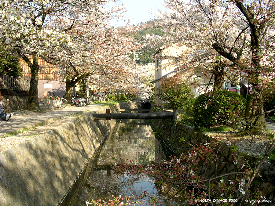 PICT1918.JPG - 京都 - 哲學之道