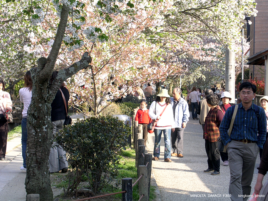 PICT1925.JPG - 京都 - 哲學之道