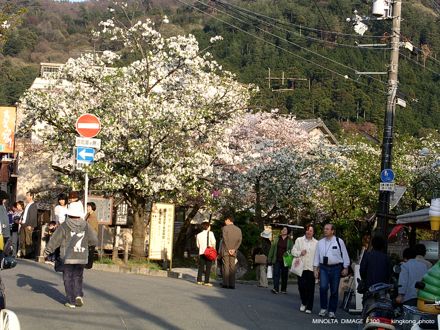 PICT1960.JPG - 京都 - 哲學之道