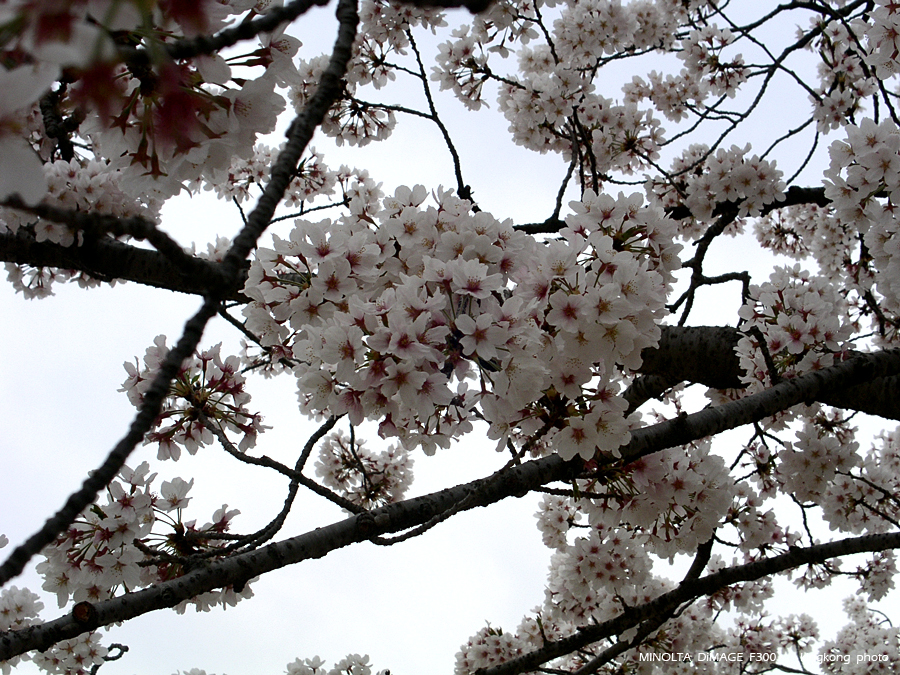 PICT2113.JPG - 姖路城
