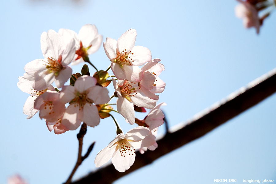 DSC_7419.jpg - 鬼怒川