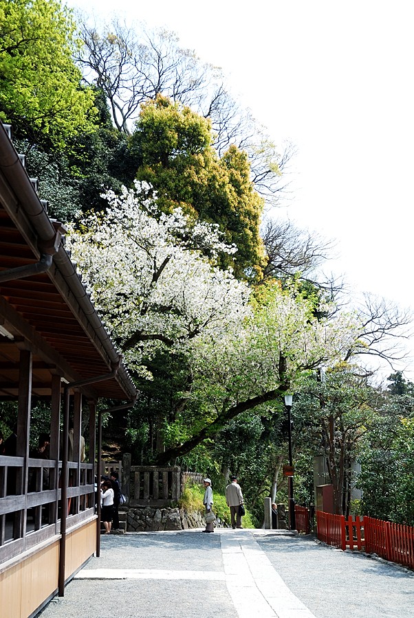DSC_8099.jpg - 鎌倉 - 鶴岡八幡宮