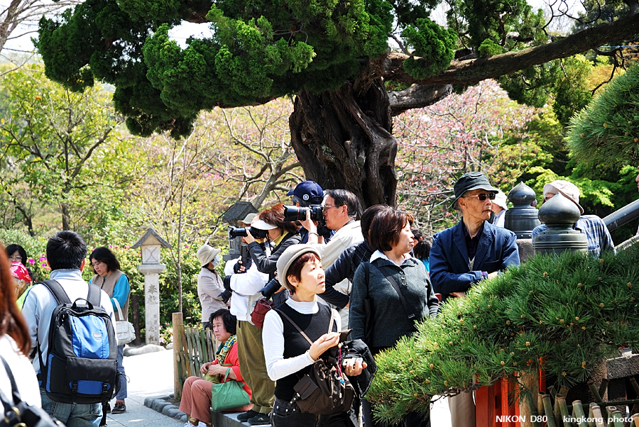DSC_8269.jpg - 鎌倉 - 鶴岡八幡宮