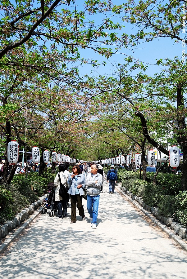 DSC_8360.jpg - 鎌倉 - 鎌倉祭