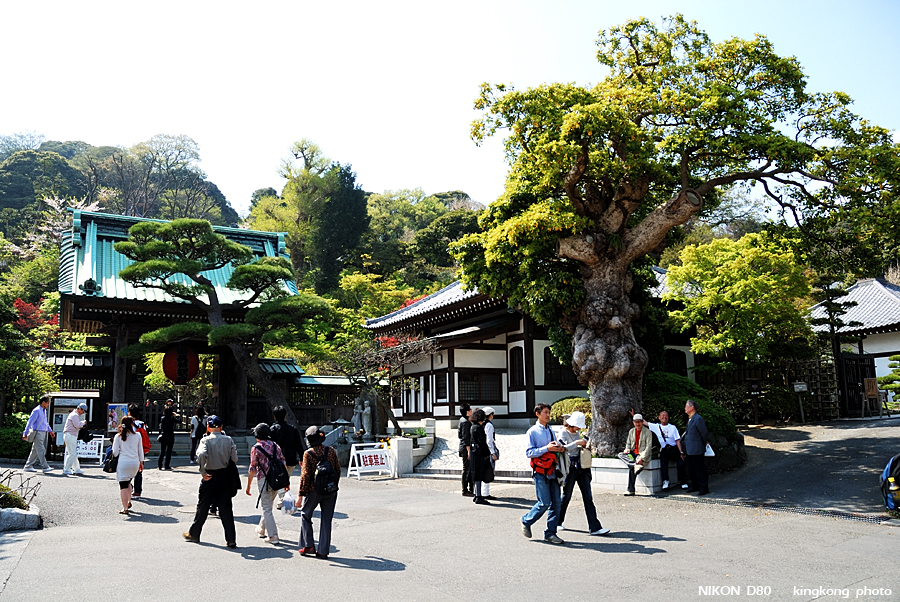 DSC_8472.jpg - 鎌倉 - 長谷寺