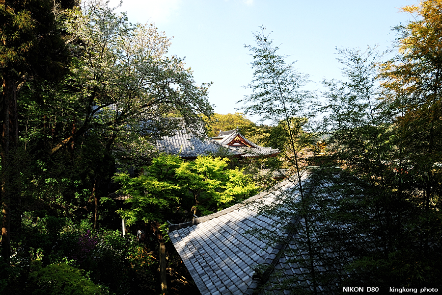 DSC_8537.jpg - 鎌倉 - 長谷寺
