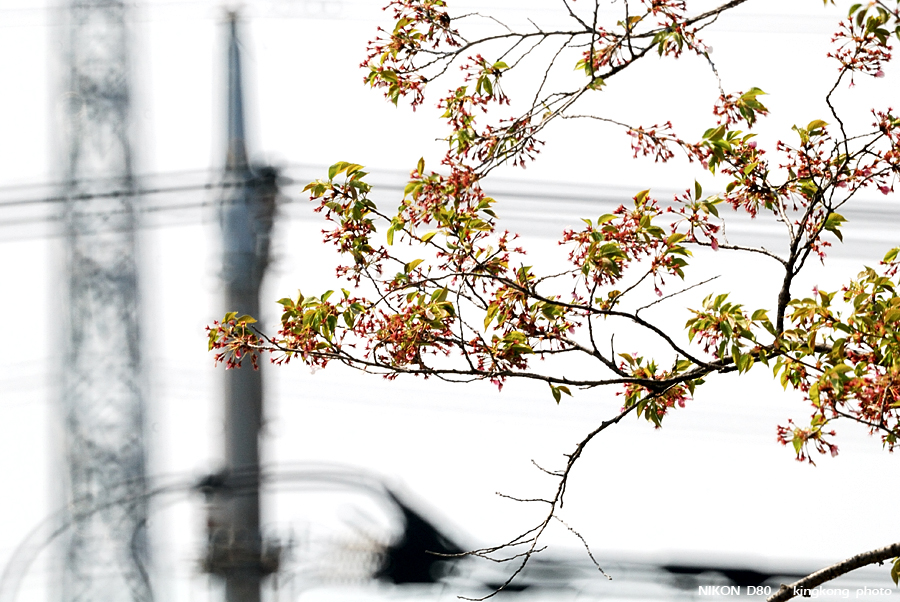 DSC_8929.jpg - 入間市