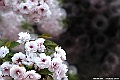 DSC_9067
