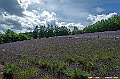 hokkaido052