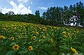 hokkaido054