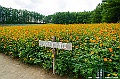 hokkaido063