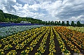 hokkaido065