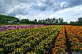 hokkaido067