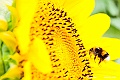 hokkaido070