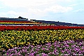 hokkaido114