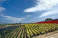 hokkaido116