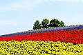 hokkaido117
