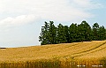 hokkaido134