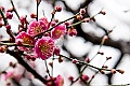 kyushu2015_0222_114845
