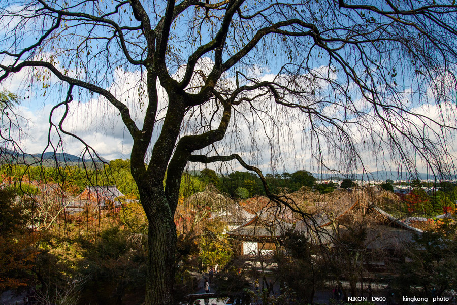 DSC_5208.jpg - OSAKA 2013