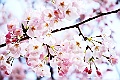 shikoku_0197