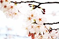 shikoku_0201