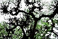 shikoku_0206