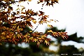 shikoku_0207