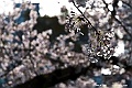 shikoku_0860