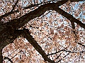 shikoku_242_g10