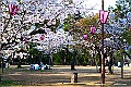 shikoku_1515