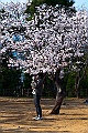 shikoku_1518