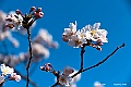 shikoku_1524