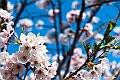 shikoku_1526