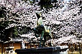 shikoku_1772