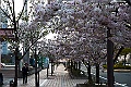 shikoku_1960