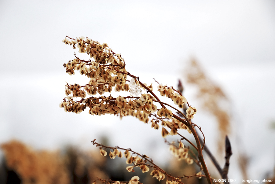DSC_3520.jpg - �ߤs�³�����