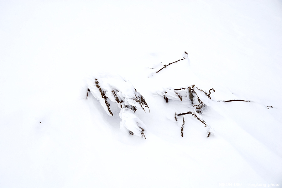 DSC_3667.jpg - �ߤs�³�����