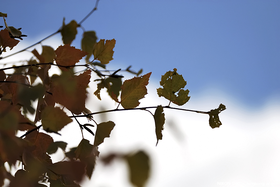 DSC_3971.jpg - �ߤs�³�����