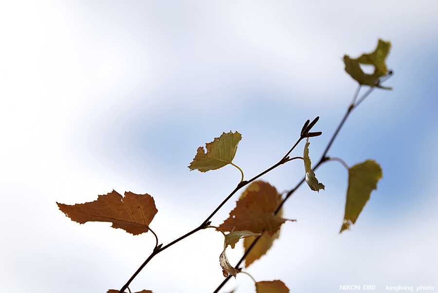DSC_3972.jpg - �ߤs�³�����