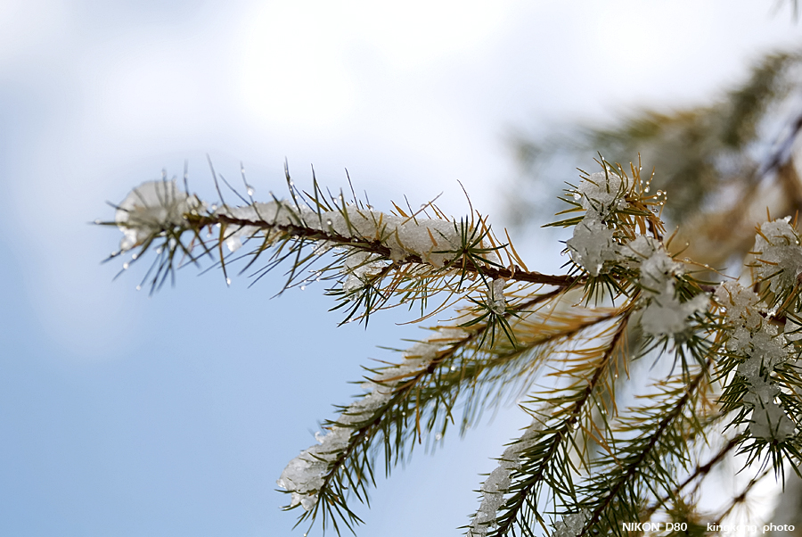 DSC_3988.jpg - �ߤs�³�����