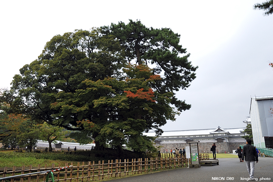 DSC_5394.jpg - �ߤs�³�����