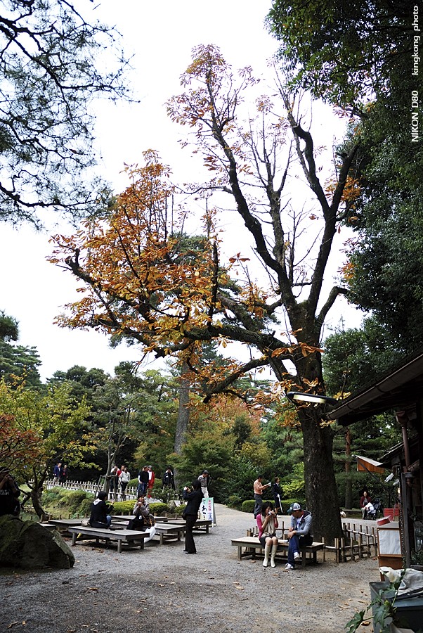 DSC_5479.jpg - �ߤs�³�����