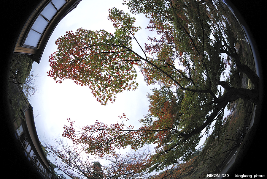 DSC_5576.jpg - �ߤs�³�����