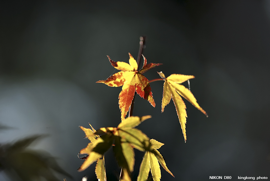 DSC_6287.jpg - �ߤs�³�����