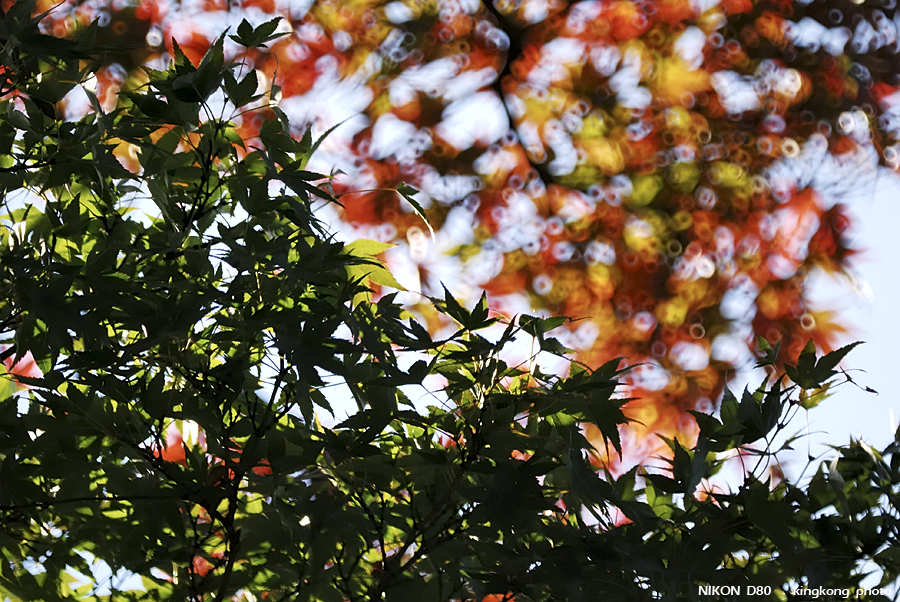 DSC_6302.jpg - �ߤs�³�����
