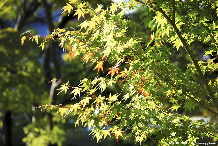 DSC_6374.jpg - �ߤs�³�����