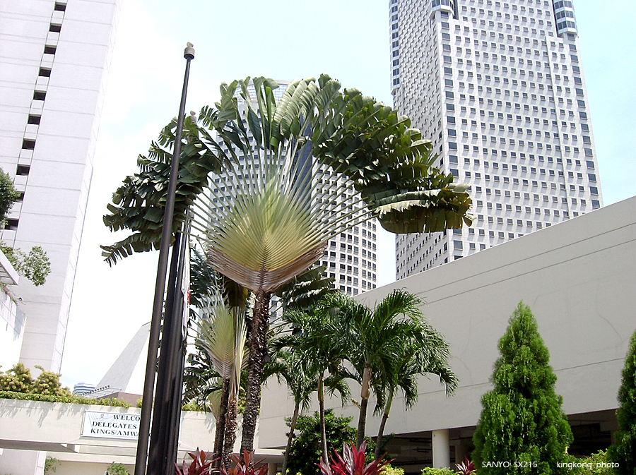 SANY0859.JPG - Singapore