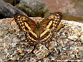 DSCF1147