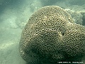 DSCF1235